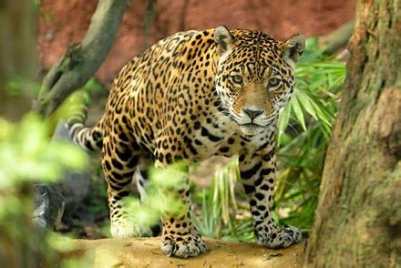 Top 15 most dangerous animals in the amazon rainforest the amazon rainforest is the largest rainforest in the world, occupying an area shared by nine countries — brazil, peru, colombia. Amazon Rainforest Animals : The Jaguar ~ Amazon Rainforest ...