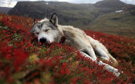 Wolf Sleeping Nature Wallpapers Hd Desktop And Mobile Backgrounds