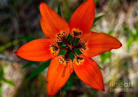 Jasper Wood Lily Wildflower 4 Photograph By Terry Elniski Fine Art