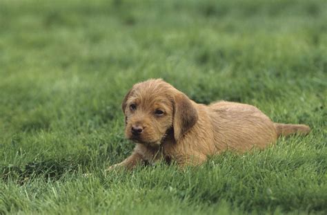 We did not find results for: Griffon fauve de Bretagne : caractère et éducation - Ooreka