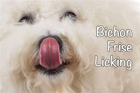 Why Do Bichons Frises Lick So Much Bichon World