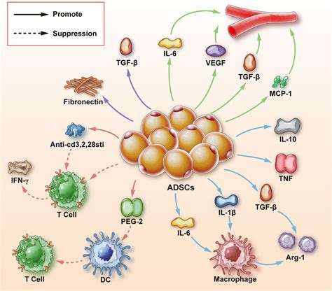 Frontiers Review Research Progress Of Adipose Derived Stem Cells In