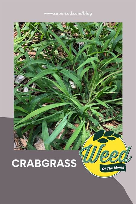 Weed Control How To Get Rid Of Crabgrass Weeds