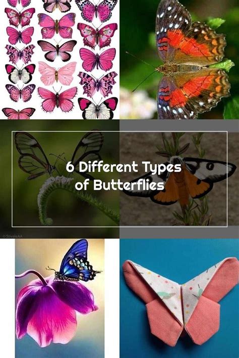 Six Different Types Of Butterflies With The Words 6 Different Types Of