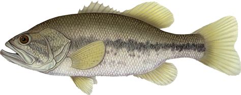 Download The Largemouth Bass Is Considered By Some To Be The Walleye And Smallmouth Bass Png