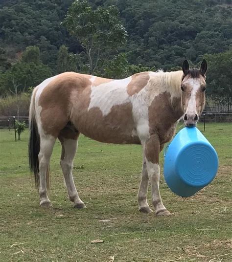 What is a buckskin horse, its color genetics, registry and association, its pictures with a list of breeds having a buckskin coat. Paint Horses For Sale - Paint Horse » Horsezone