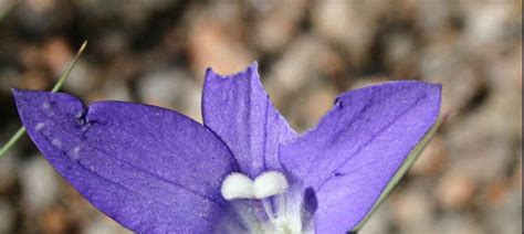 Wahlenbergia gloriosa which is latin for glorious or superb, describes this beautiful violet blue wildflower perfectly. Wahlenbergia Species, Royal Bluebell Wahlenbergia gloriosa