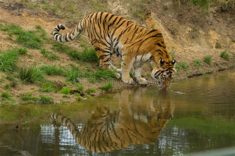 616 Tiger Drinking Water Stock Photos Free And Royalty Free Stock