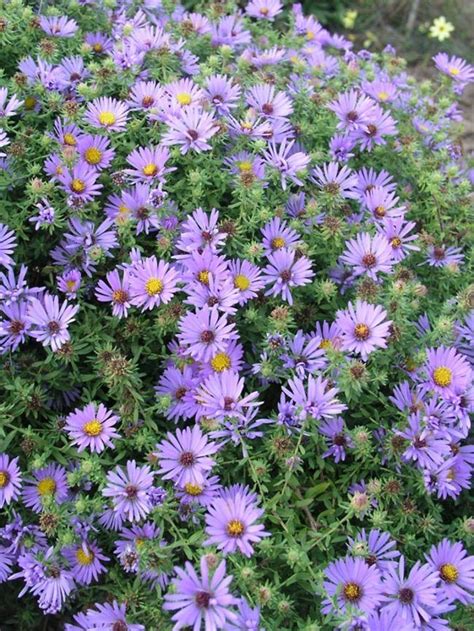 Symphiotrychon Aster Oblonolius October Skies Looks As Great In
