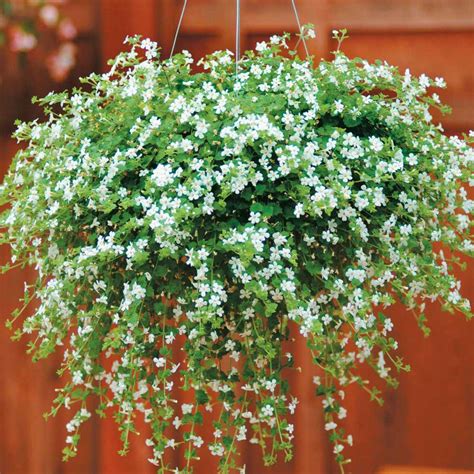 Best Plants For Hanging Baskets Ideas With Images