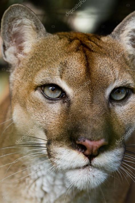 Cougar Close Up — Stock Photo © Wollertz 37348589