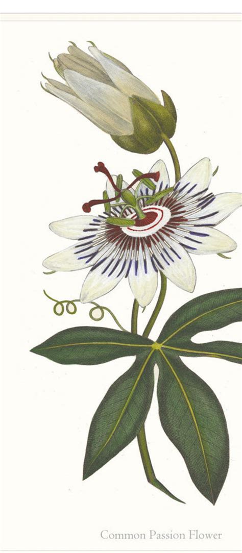 Passion Flower Art Print Passion Flower Botanical Drawing Etsy