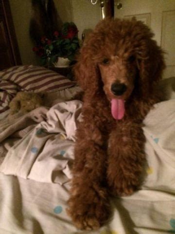 Our akc standard poodle puppies are of such high quality, 2 have been chosen by guide dogs of the desert to help develop their standard poodle breeding program. AKC Red Standard Poodle Puppies for Sale in Yuba City ...