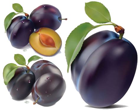 Free Plum Png Transparent Images Download Free Plum Png Transparent