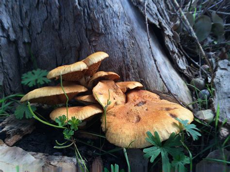 Official Mushrooms Of Balingup Western Australia Psilocybe