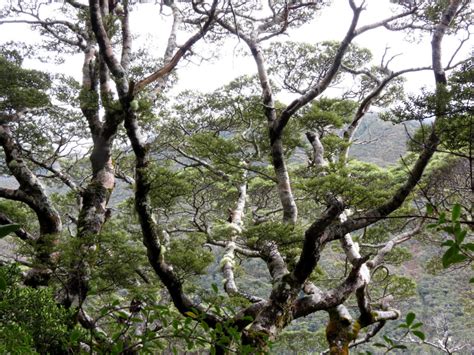 The 5 Beech Tree Species In New Zealand New Zealand
