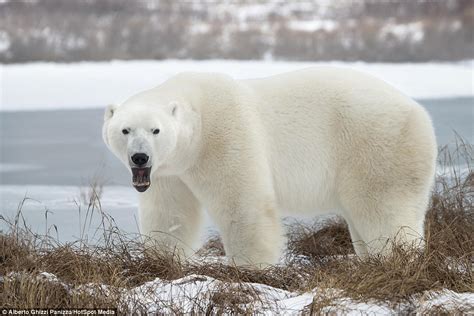 Photographer Alberto Ghizzi Panizza Captures Stunning Images Of Polar
