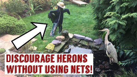 How To Keep Herons Away From Pond Without Using Netting Youtube