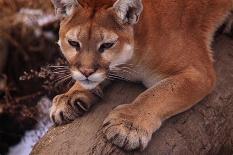 Were Not Mountain Lion About These Facts The National Wildlife