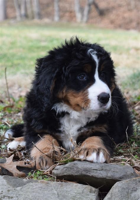 Bernese Mountain Dog Puppies For Sale Burnsville Nc 325505