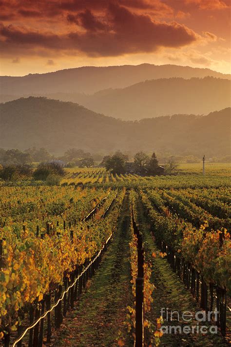 Sunset Light Over Vineyards Of Napa County Photograph By Gary Crabbe