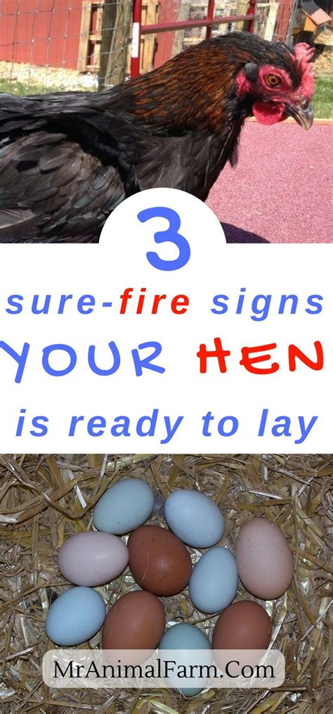 When Do Chickens Start Laying Eggs You Are Raising Chickens And Want To Know How Long Until