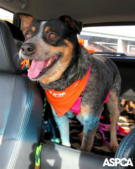 Capital view office park 52 washington street, north building, room 332 rensselaer, ny 12144. Dogs For Adoption Nyc Aspca