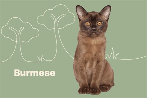 Burmese Cat Breed Information Purina Atelier Yuwaciaojp