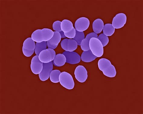 Streptococcus Pneumoniae By Dennis Kunkel Microscopy Science Photo