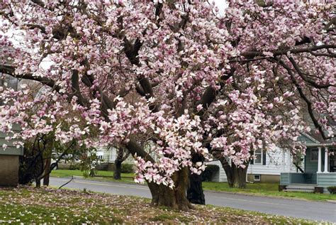 A walk along a hedgerow or woodland edge in spring what is hanami? Types of Flowering Cherry Trees - Gardenerdy