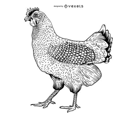 Chicken Engraving Illustration Vector Download
