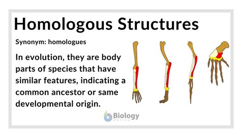 Homologous Structures Definition And Examples Biology Online Dictionary