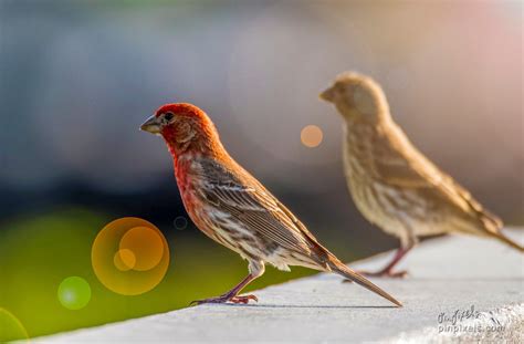 Did You Know Male House Finch Has Red Colored Breasts And Head