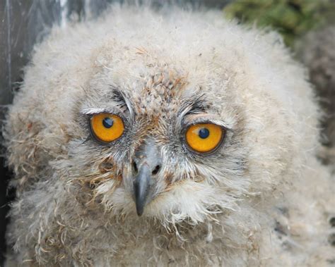 European Eagle Owl Chick Zoochat