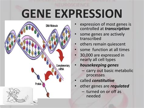 Ppt Regulation Of Gene Expression Powerpoint Presentation Id548011