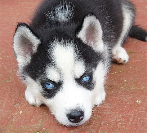17 Best Images About Siberian Huskies