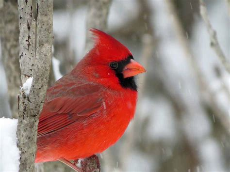 Birds Of The World Cardinals And Tanagers Cardinalidae
