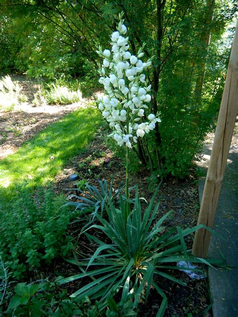 These plants generally grow in usda plant hardiness zones 5 through 10, although some types, such as yucca gloriosa, are more tender and hardy only in usda plant hardiness zones 6 and above. ginderellas: Yucca Plant
