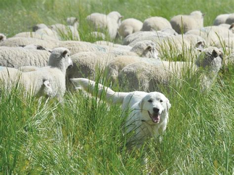 Big White Dogs Keep Sheep Safe Special Sections