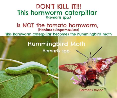 Hummingbird Moth Caterpillar Hemaris Diffinis Facts And Myths Gardensall