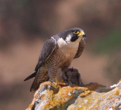 Islay Natural History Trust Peregrine Falcons