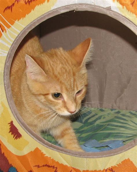 Chickie (orange tabby female) Adopted - Cat & Kitten ...