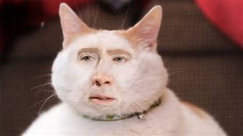 Nicolas Cages Love Of His Cat Merlin Has Inspired The Theme For Catcon