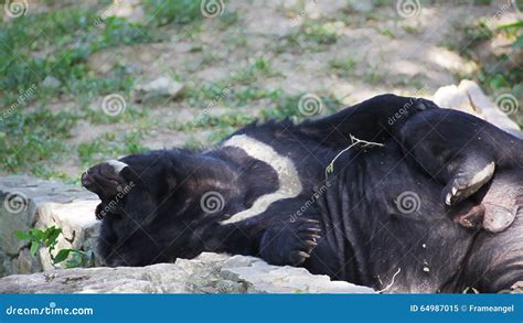 Asiatic Black Bear Or Tibetan Black Bear Laying Down And Relax On The
