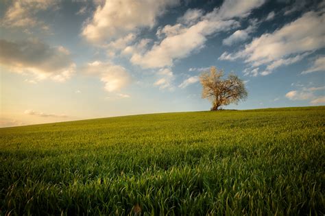 Single Tree On A Field Germany