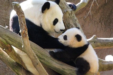 Baby Panda Meets Her Mom For The First Time And It Is Beautiful Baby