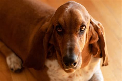 Top 50 Basset Hound Namen, die niedlich, lustig und süß sind von Kidadl
