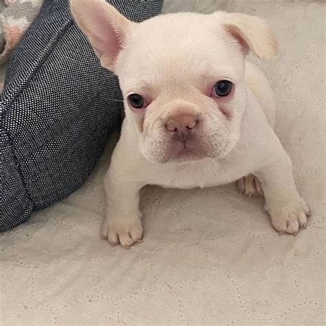 Picking up an english bulldog puppy for adoption from bruiser bulldogs? French Bulldog Puppies FOR SALE ADOPTION from Denver ...