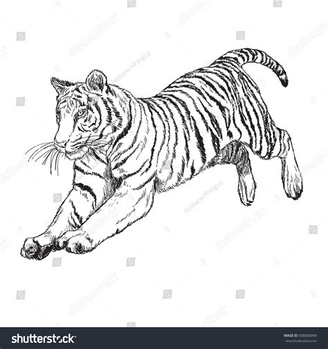Tiger Jump Hand Draw Monochrome On Stock Vector Royalty Free 508600099