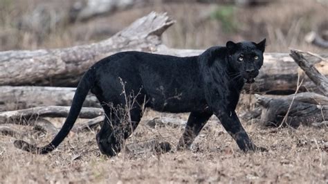 Rare Black Leopard ‘black Panther” Spotted In Africa For The First Time